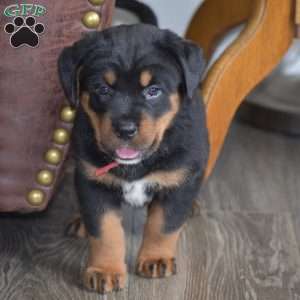 Amaya, Bernese Mountain Dog Mix Puppy